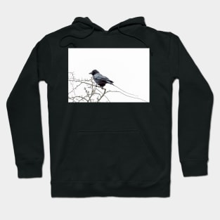 Jackdaw on a branch Hoodie